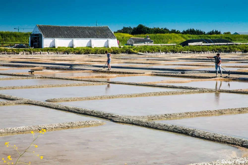 marais salant de Noirmoutier